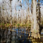 Bayou Everglades Big Cypress Loop Road