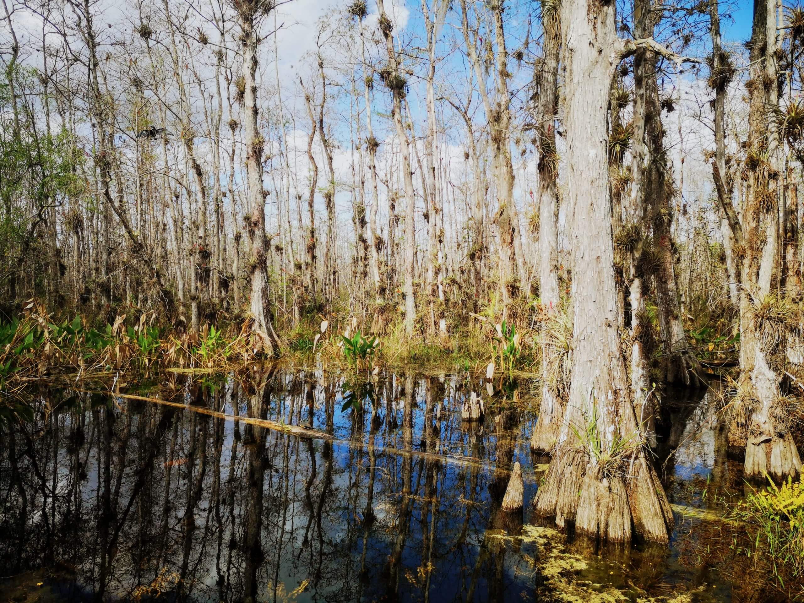 Bayou Everglades Big Cypress Loop Road