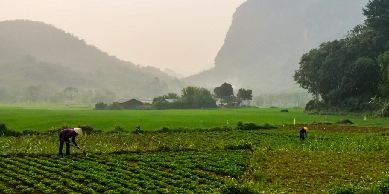 Femmes travaillant dans les champs entourés de montagnes à Pu Luong au Vietnam
