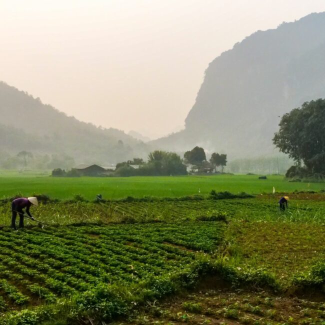 Femmes travaillant dans les champs entourés de montagnes à Pu Luong au Vietnam