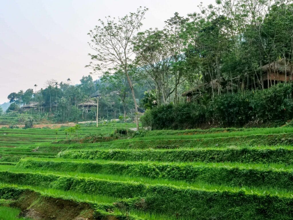 rizières en terrasses du village de Don à Pu Luong au Vietnam